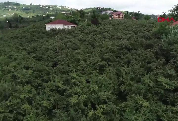 Fındıkta 200 bin ton kayıp bekleniyor