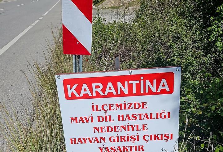 Datça'da 'mavi dil hastalığı' karantinası