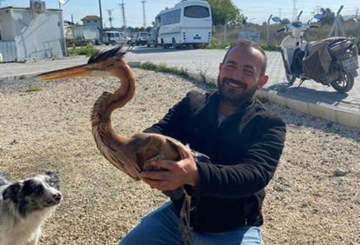 Kanadı kırılan erguvani balıkçıl tedaviye alındı
