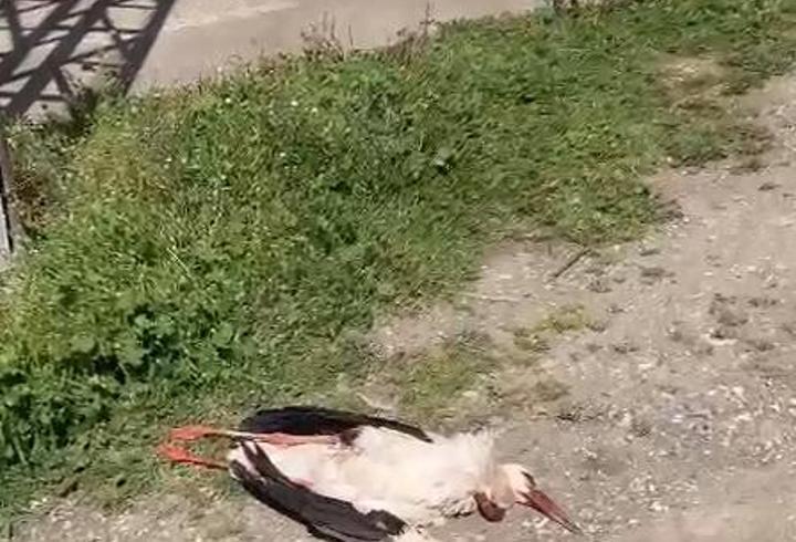Elektrik Akımına Kapılan Leylek Öldü