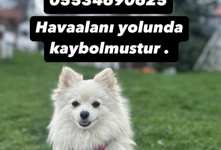 Erzurum'da Kaybolan Köpek İçin 50 Bin Lira Ödül