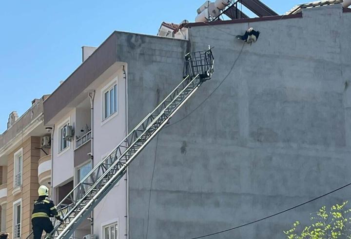 Leylek kurtarma operasyonu