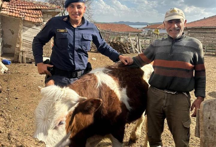 Kırşehir'de Büyükbaş Hayvan Kayboldu, Jandarma Buldu