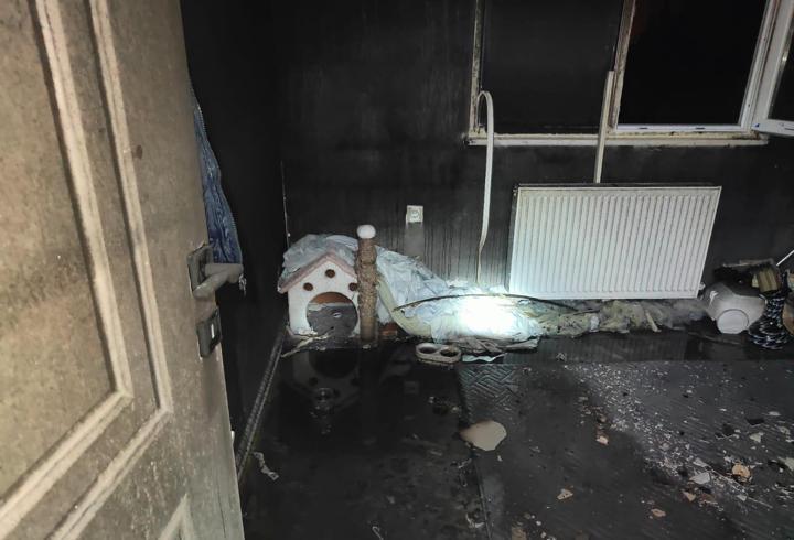 Gömeç'te yangında mahsur kalan kedi kurtarıldı