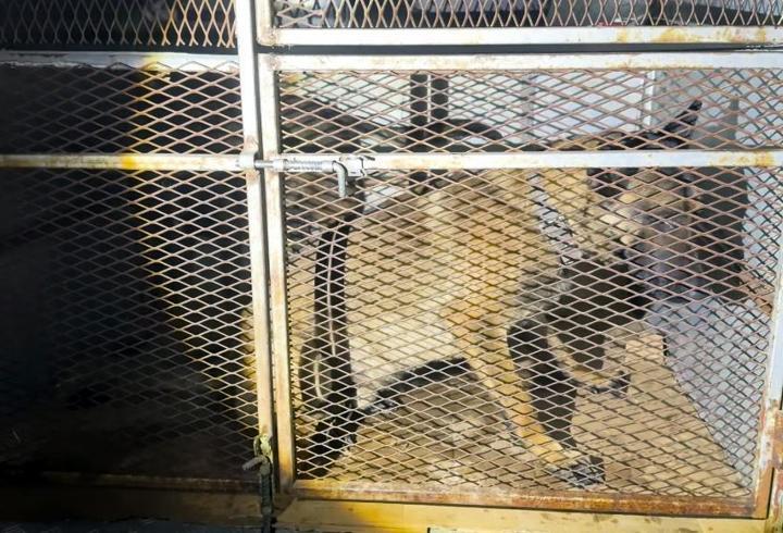 Bitlis'te köpeklerin altından uyuşturucu çıktı