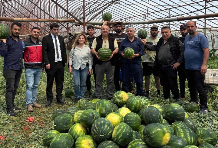Serik'te örtü altı üretimde 37 bin ton karpuz beklentisi