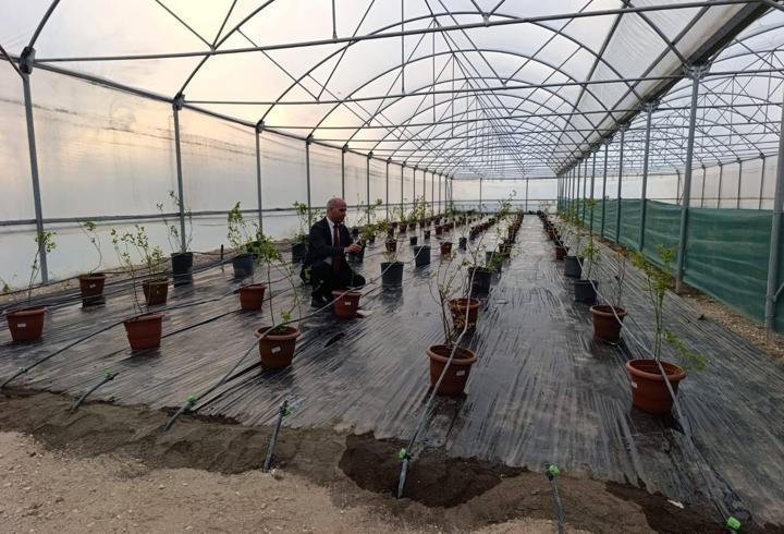 Niğde’de yaban mersini üretimi başladı