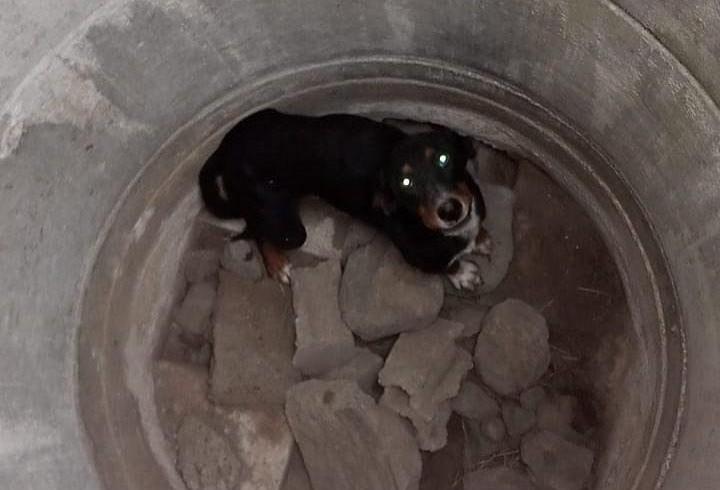 Hatay'da kuyuya düşen sahipsiz köpeği itfaiye çıkardı