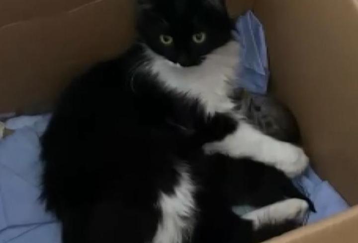 Sivas'ta hamile kedi ilk yardım sınıfında doğum yaptı