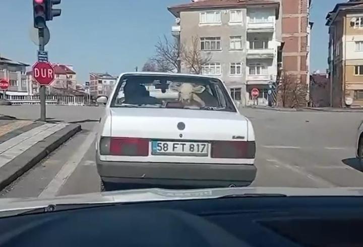 Buzağıyı otomobille veterinere götürdüler