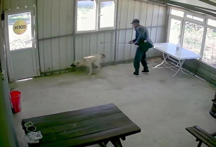 Köy kahvesinde köpek bastonla darbedildi