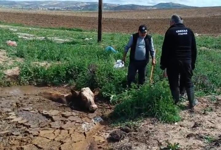 İtfaiye Ekibi, Çamura Saplanan İneği Kurtardı