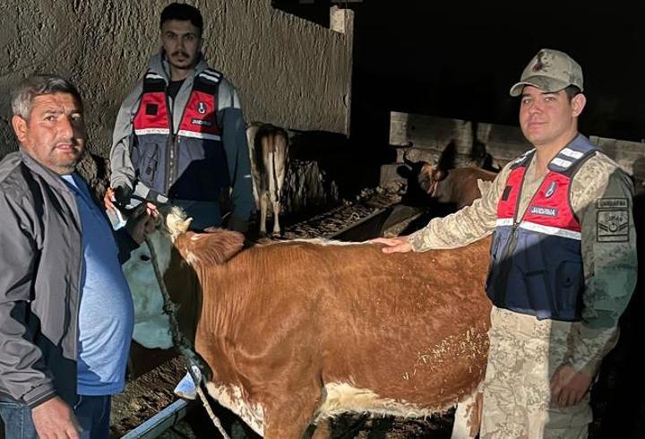 Çalınan 4 büyükbaş hayvan sahibine teslim edildi