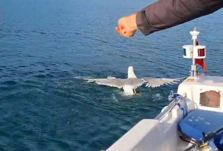 Amatör balıkçı oltasına dolanan martıyı kurtarıp, özgürlüğüne kavuşturdu