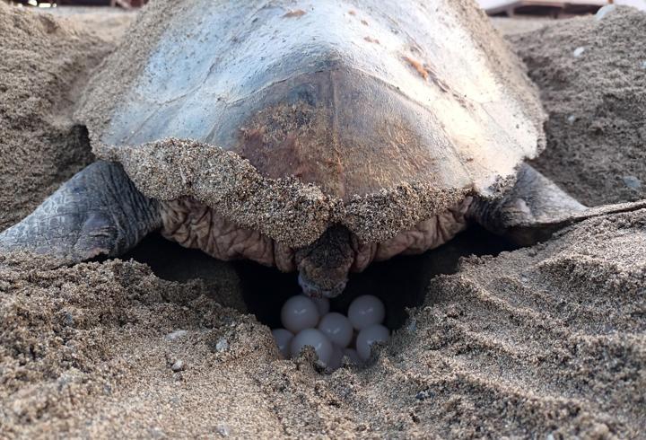 Caretta Carettaların İlk Yuvası Oluştu