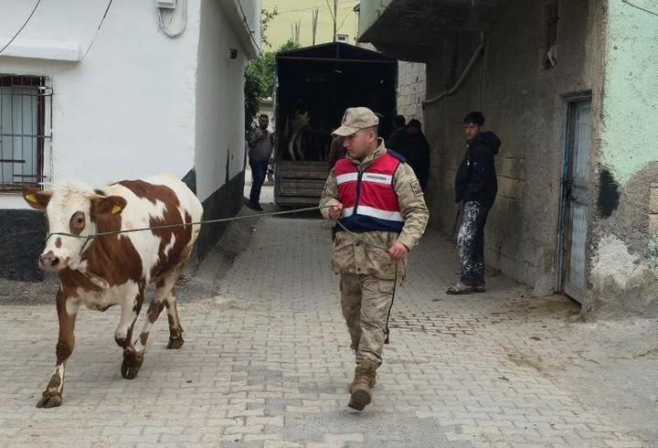 Şanlıurfa’da çalınan 26 hayvan bulundu