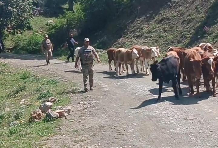 Batman’da ağıldan kaçan 15 inek bulundu
