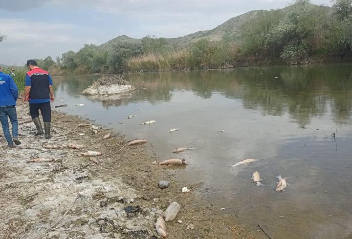 Çorum'da Kızılırmak Nehri'nde balık ölümleri