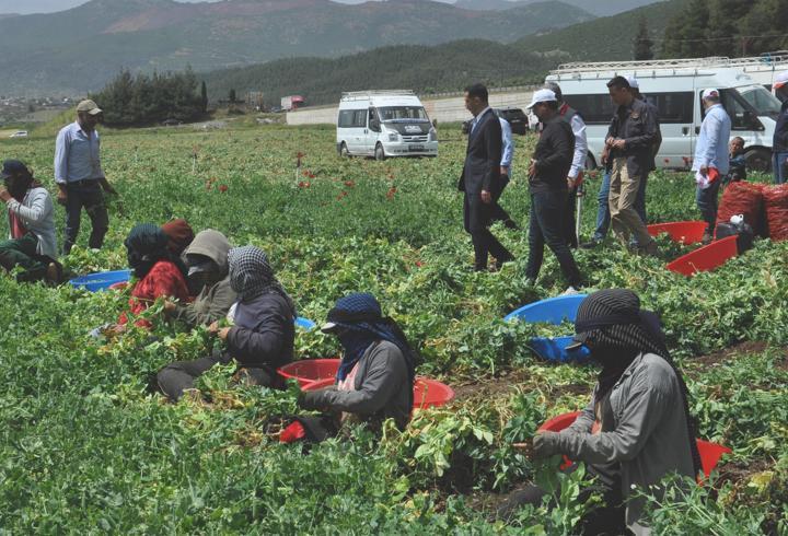 Gaziantep’te bezelye hasadı başladı