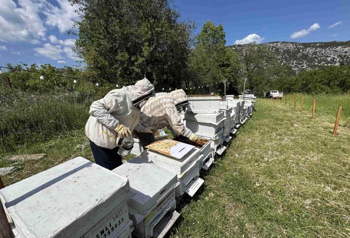 Antalya'da arı kovanlarına dadanan ayılara elektrik telli önlem