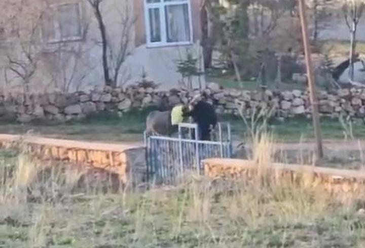 Sopalı şiddete uğrayan eşek öldü, hayvanseverler tepkili