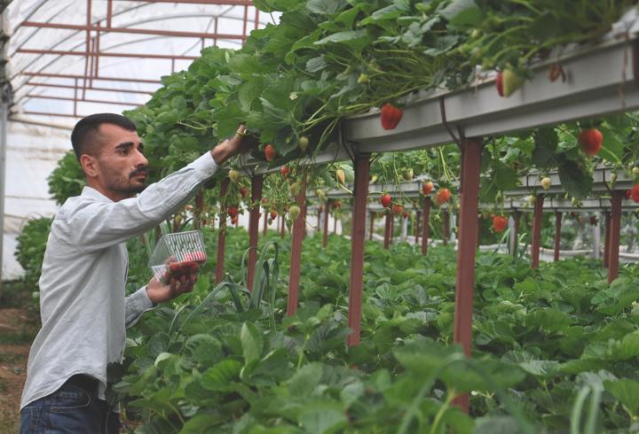 Depremde serası yıkılan çiftçi yeniden üretime başladı