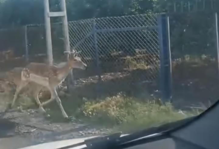 Hatay'da alageyik görüldü