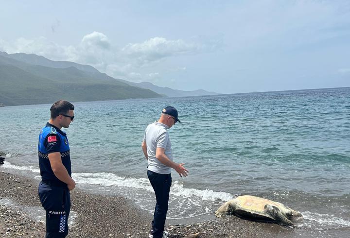Datça sahilinde ölü caretta caretta bulundu