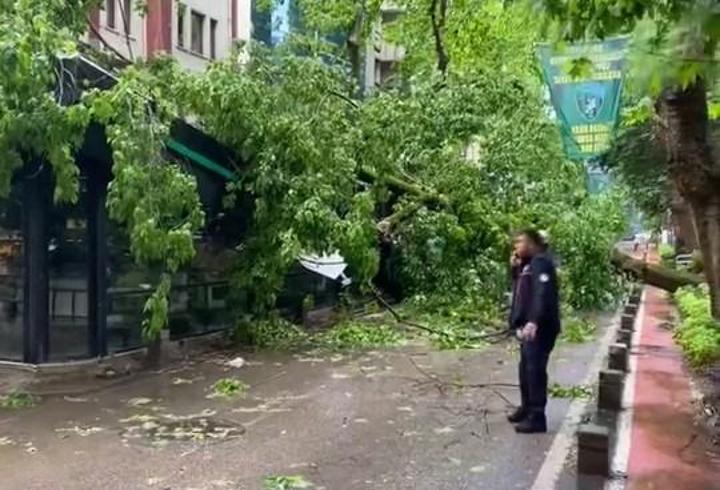 Çınar ağacı kafenin üzerine devrildi 