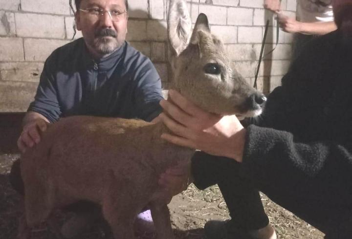 Gaziantep'te Köpek Saldırısından Kurtarılan Yavru Karaca Tedavi Edildi