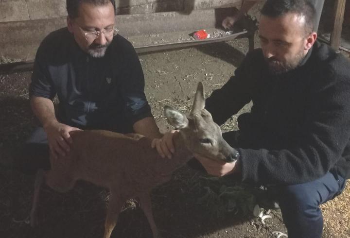 Gaziantep'te Köpek Saldırısı: Yaralı Karaca Tedavi Edildi