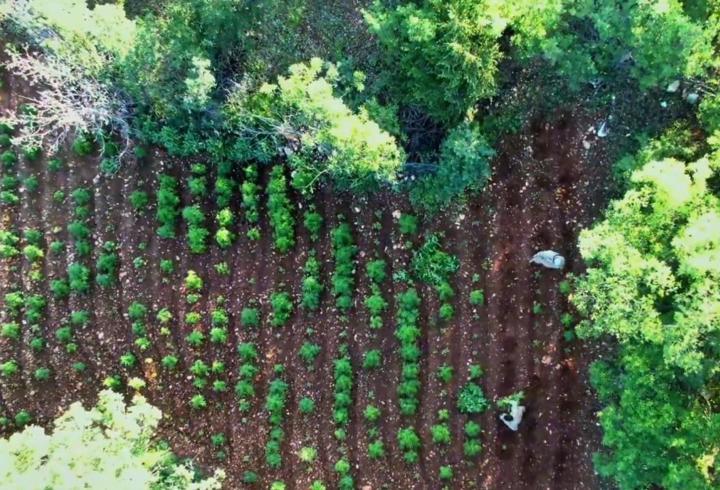 Diyarbakır'da 7 milyon 543 bin kök kenevir ve skunk ele geçirildi