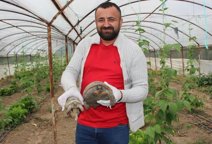Serasına kaplumbağa dadandı 