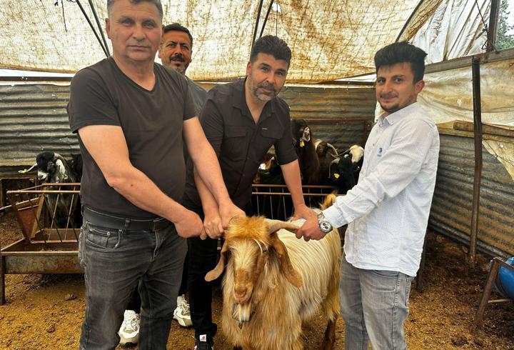 Erdemli'de Kurbanlık Satışları Başladı