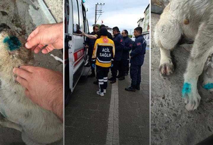 Yer: Zonguldak... Bu kez insan köpeği ısırdı!