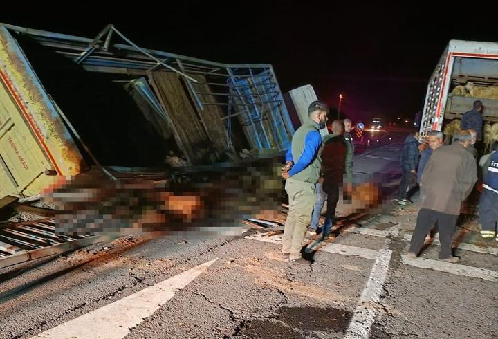 Bingöl’de kamyon devrildi: Sürücü yaralandı, 70 koyun öldü