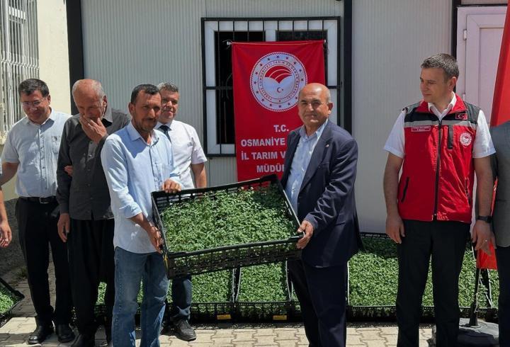 Bahçede Çiftçilere Destek: 118 Bin Domates Fidesi Dağıtıldı