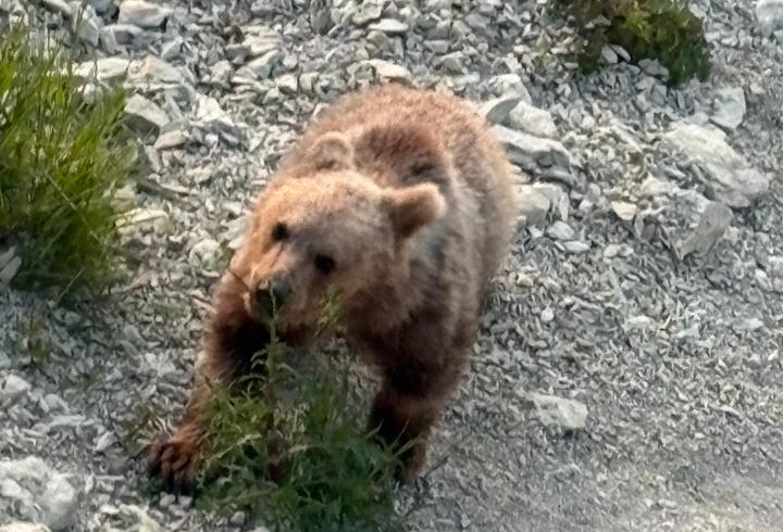 Bartın'da Sahile İnen Yavru Boza
