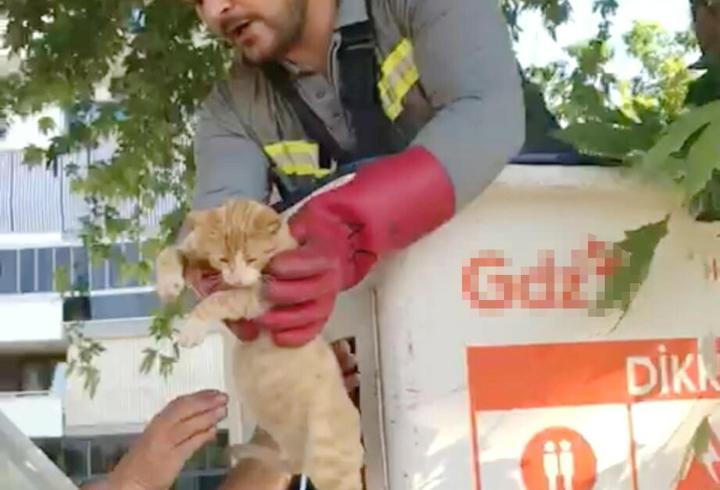 Salihli'de ağaçta mahsur kalan kedi kurtarıldı