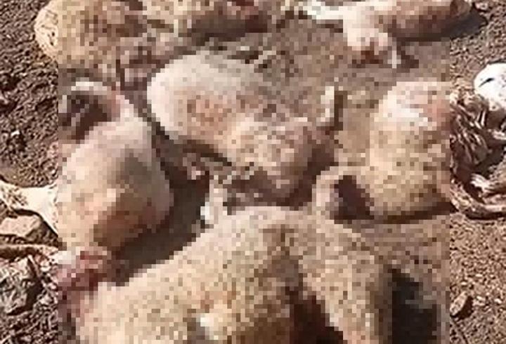 Ağıla giren kurt 16 koyunu öldürdü