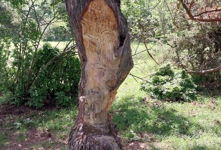 Tokat'ta çam ağaçları çıra için tahrip edildi