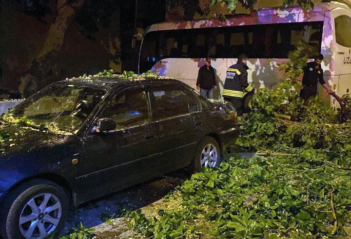   Çorlu'da ağaç park halindeki otomobilin üzerine devrildi
