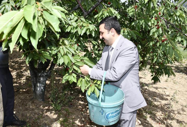Belen’de yılın ilk kirazı hasat edildi