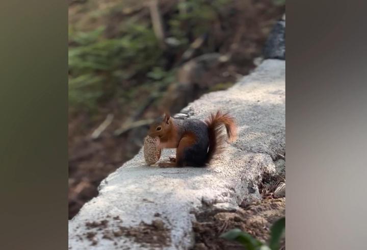 Amanoslar’da kömbe yiyen sincap görüntülendi
