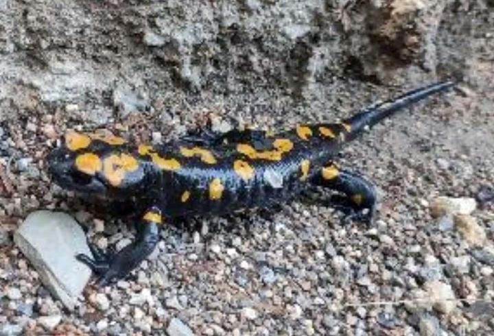 Hatay’da Türk semenderi görüntülendi