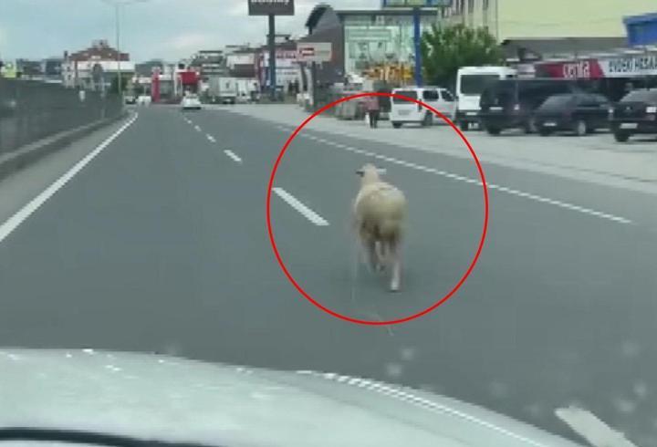 Kaçan kurbanlık koyun kara yoluna çıktı