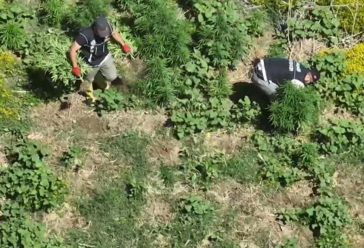 Dronla tespit edilen 1220 kök kenevir imha edildi
