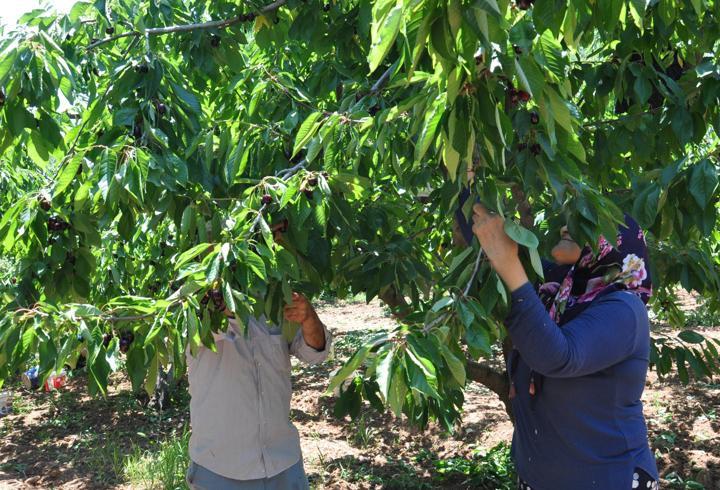 Gaziantep’te kiraz hasadı başladı