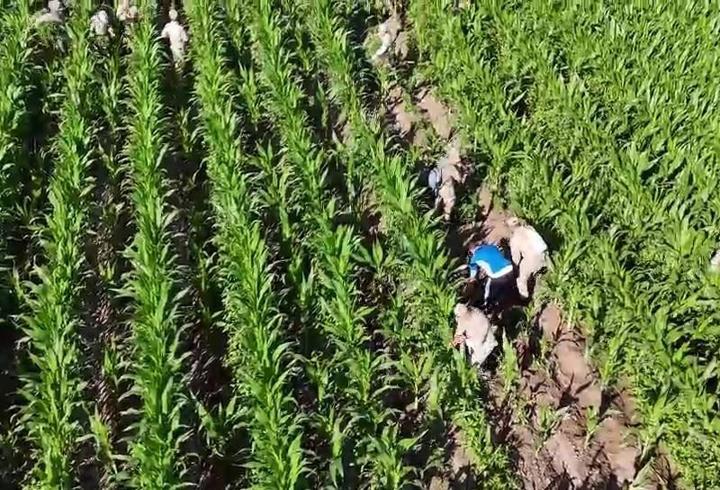 Mısır tarlasında 41 bin kök skunk ele geçirildi: 2 gözaltı