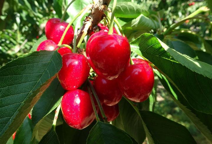 Çay bardağına sığmayan 'Lapseki devi' kirazda hasat zamanı